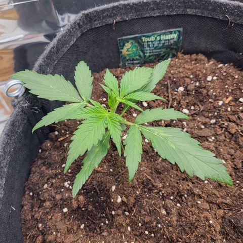 Amnesia Haze Automatic #1 growlog timeline photo