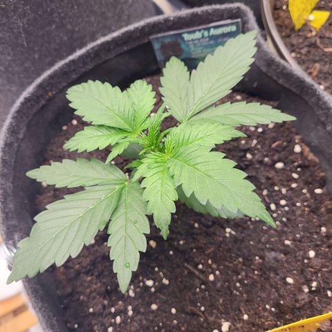 Northern Lights Automatic #1 growlog timeline photo