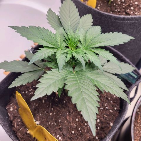 Northern Lights Automatic #1 growlog timeline photo
