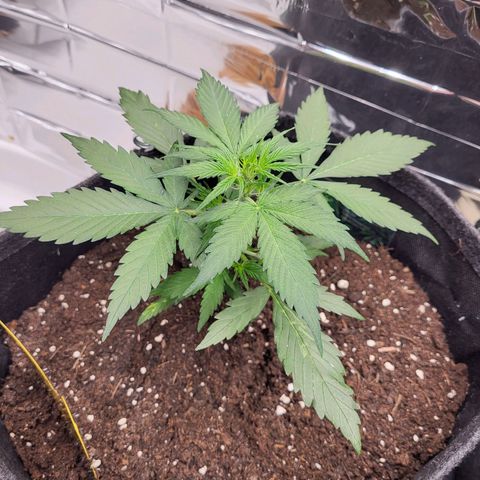 Amnesia Haze Automatic #1 growlog timeline photo
