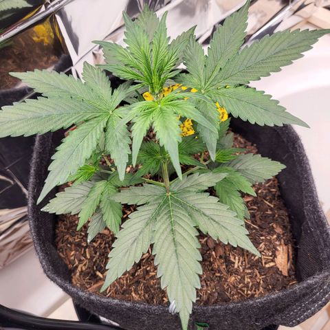 Tangerine Dream Automatic #1 growlog timeline photo