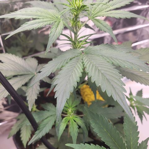 Tangerine Dream Automatic #1 growlog timeline photo