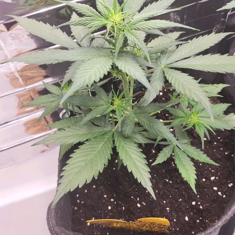 Amnesia Haze Automatic #1 growlog timeline photo
