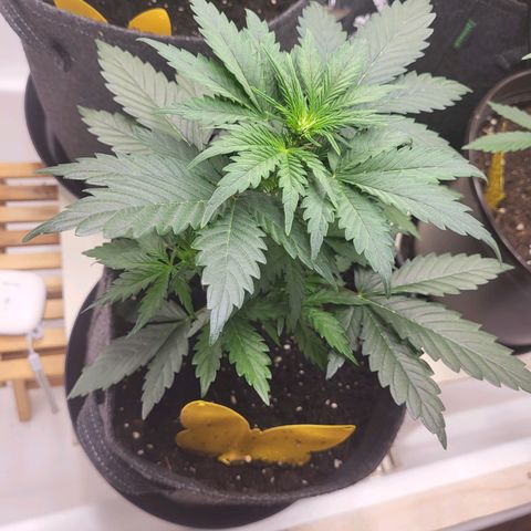 Northern Lights Automatic #1 growlog timeline photo