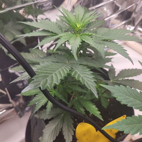Northern Lights Automatic #1 growlog timeline photo