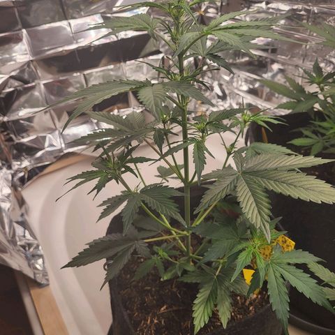 Tangerine Dream Automatic #1 growlog timeline photo