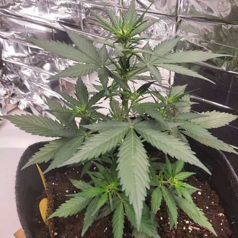 Amnesia Haze Automatic #1 growlog timeline photo