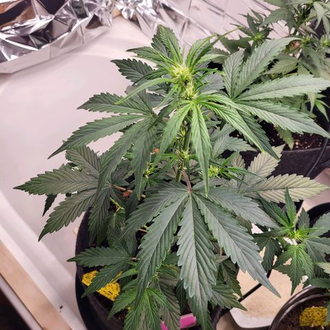 Tangerine Dream Automatic #1 growlog timeline photo