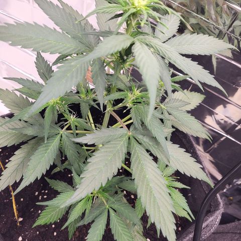 Amnesia Haze Automatic #1 growlog timeline photo