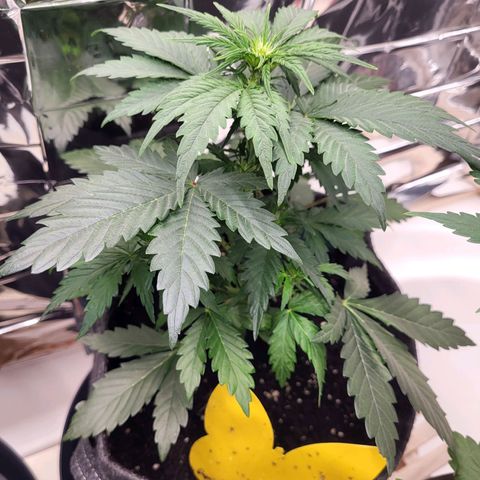 Northern Lights Automatic #1 growlog timeline photo