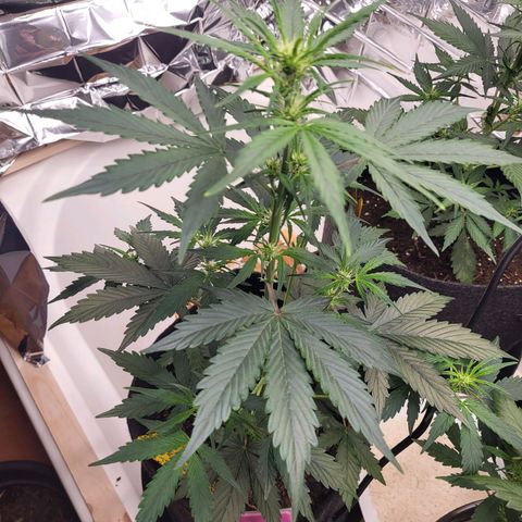 Tangerine Dream Automatic #1 growlog timeline photo