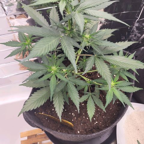 Amnesia Haze Automatic #1 growlog timeline photo