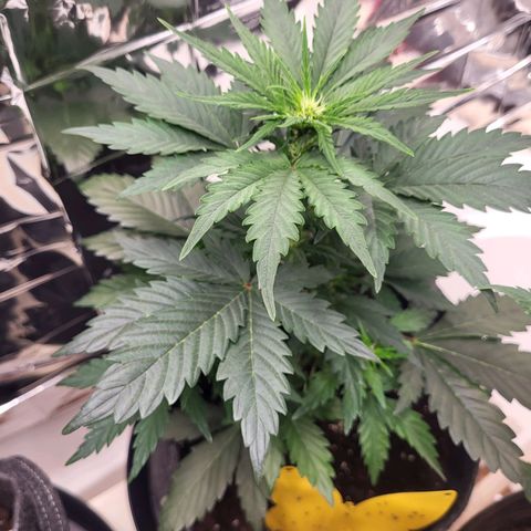 Northern Lights Automatic #1 growlog timeline photo