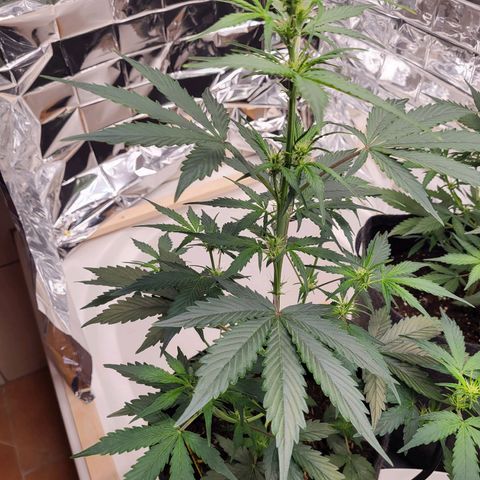 Tangerine Dream Automatic #1 growlog timeline photo