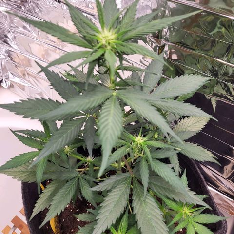 Amnesia Haze Automatic #1 growlog timeline photo