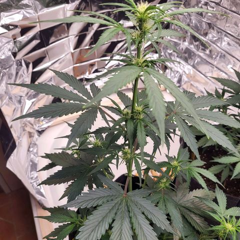 Tangerine Dream Automatic #1 growlog timeline photo