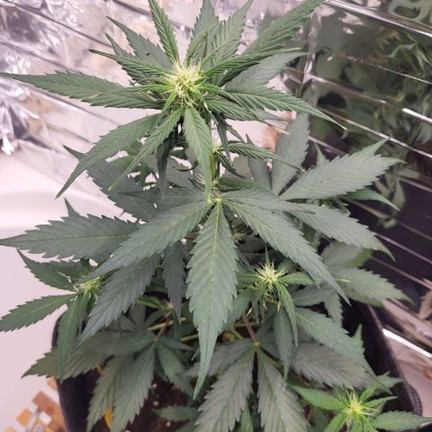 Amnesia Haze Automatic #1 growlog timeline photo