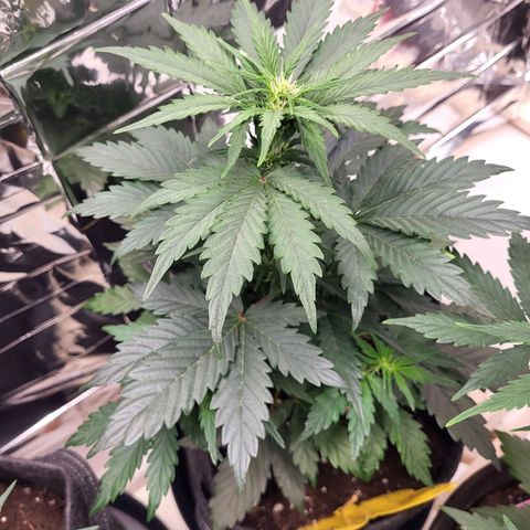 Northern Lights Automatic #1 growlog timeline photo