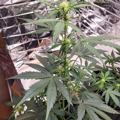 Tangerine Dream Automatic #1 growlog timeline photo