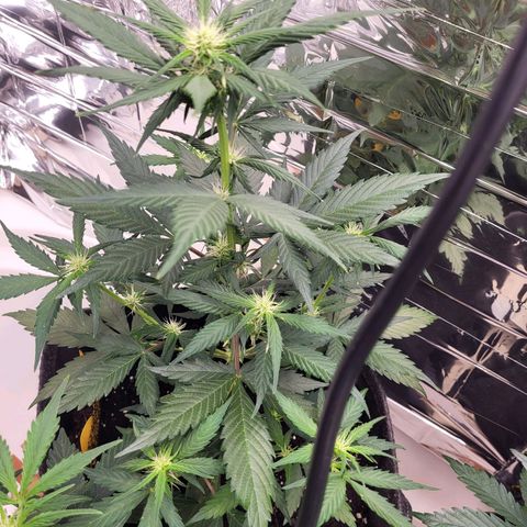 Amnesia Haze Automatic #1 growlog timeline photo