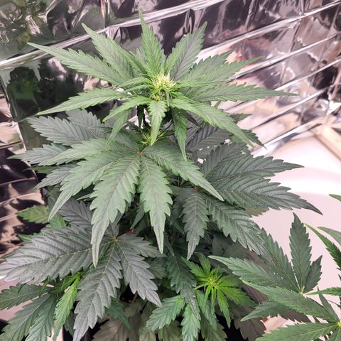 Northern Lights Automatic #1 growlog timeline photo