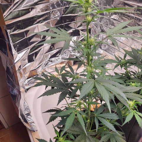 Tangerine Dream Automatic #1 growlog timeline photo