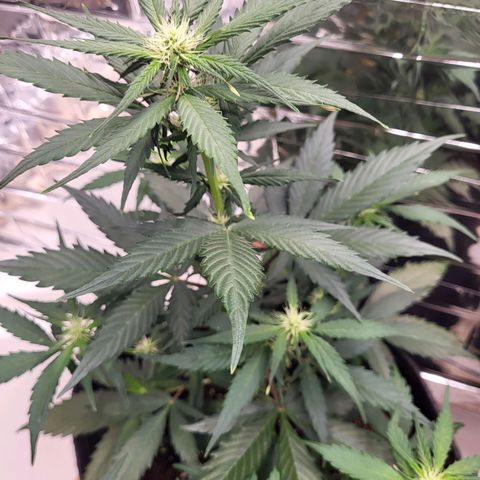 Amnesia Haze Automatic #1 growlog timeline photo