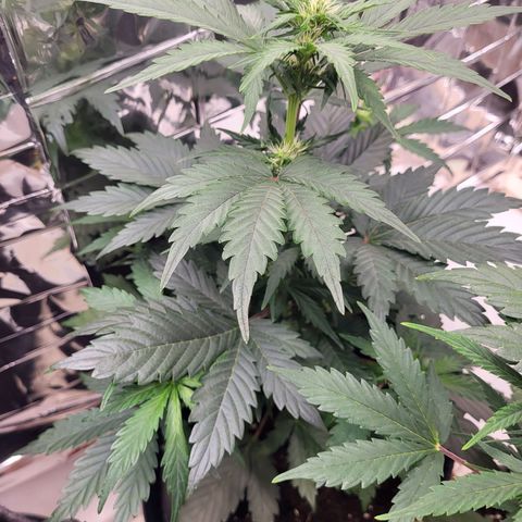 Northern Lights Automatic #1 growlog timeline photo