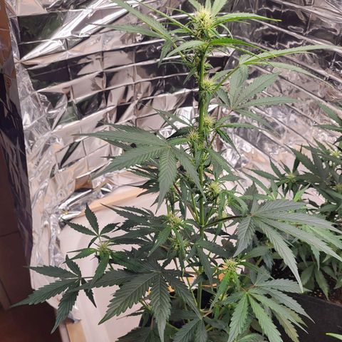 Tangerine Dream Automatic #1 growlog timeline photo