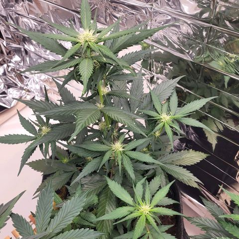 Amnesia Haze Automatic #1 growlog timeline photo