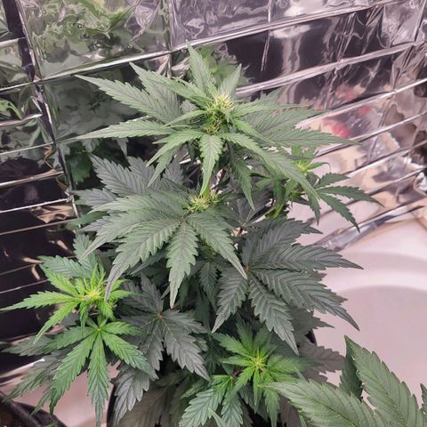 Northern Lights Automatic #1 growlog timeline photo