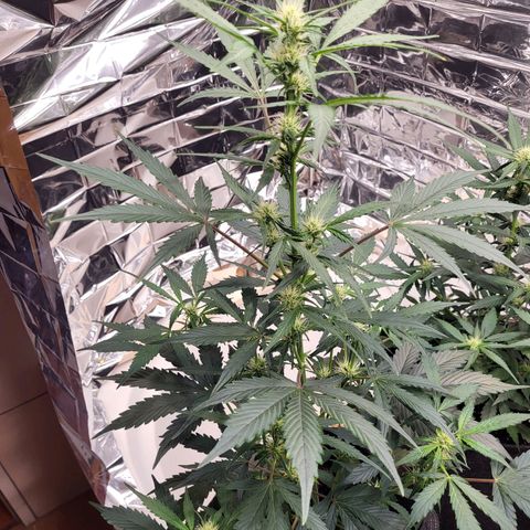 Tangerine Dream Automatic #1 growlog timeline photo