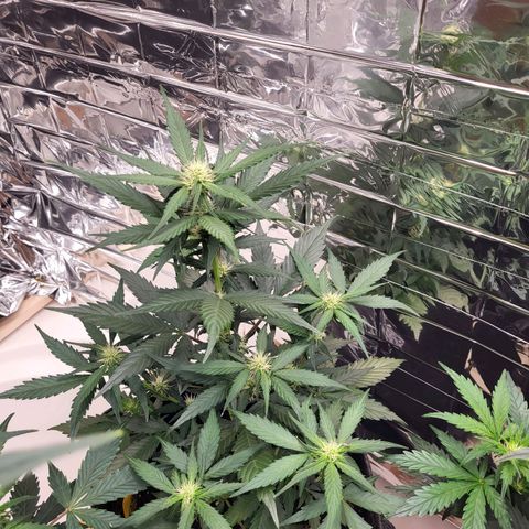 Amnesia Haze Automatic #1 growlog timeline photo