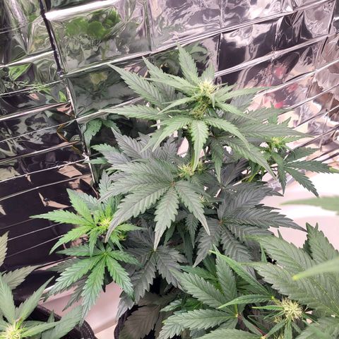 Northern Lights Automatic #1 growlog timeline photo