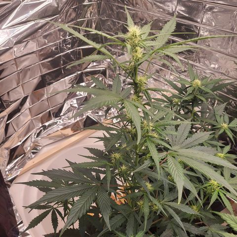 Tangerine Dream Automatic #1 growlog timeline photo