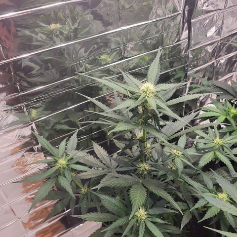 Amnesia Haze Automatic #1 growlog timeline photo