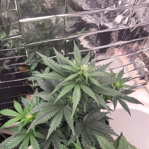 Northern Lights Automatic #1 growlog timeline photo