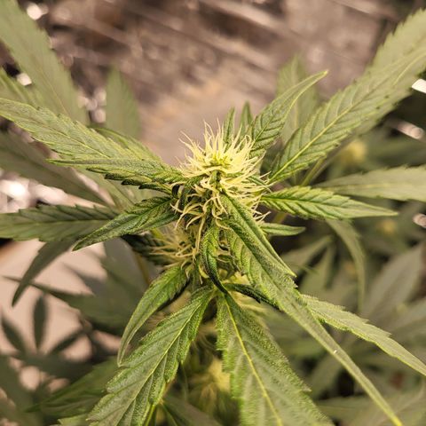 Tangerine Dream Automatic #1 growlog timeline photo