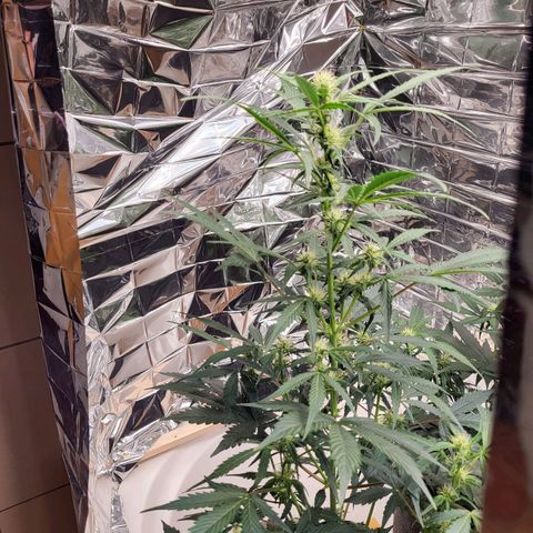 Tangerine Dream Automatic #1 growlog timeline photo