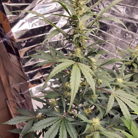 Tangerine Dream Automatic #1 growlog timeline photo