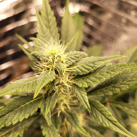 Tangerine Dream Automatic #1 growlog timeline photo