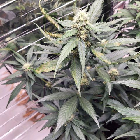 Amnesia Haze Automatic #1 growlog timeline photo
