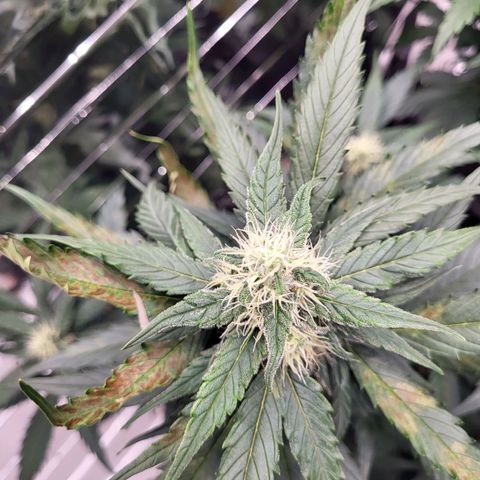 Amnesia Haze Automatic #1 growlog timeline photo