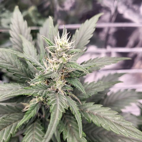 Northern Lights Automatic #1 growlog timeline photo