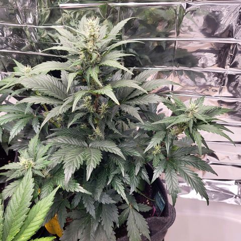 Northern Lights Automatic #1 growlog timeline photo