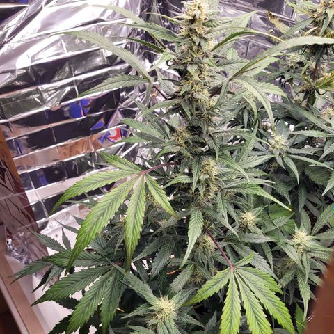 Tangerine Dream Automatic #1 growlog timeline photo