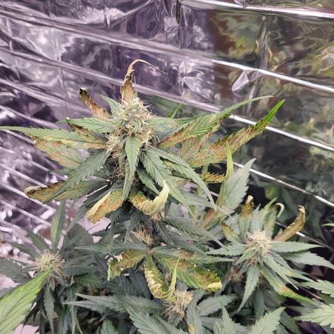 Amnesia Haze Automatic #1 growlog timeline photo