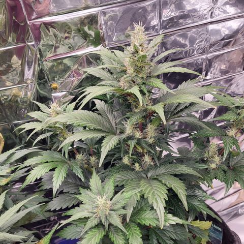 Northern Lights Automatic #1 growlog timeline photo