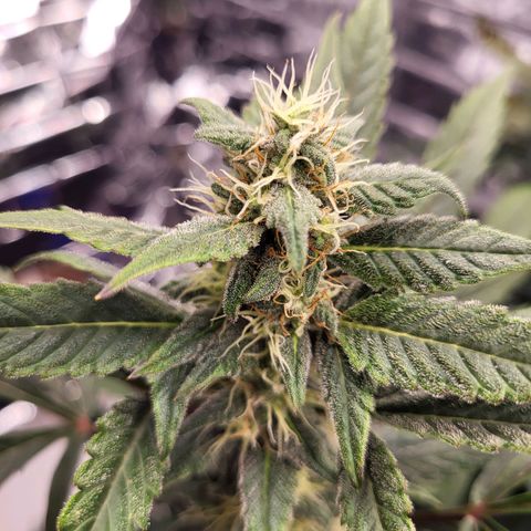 Tangerine Dream Automatic #1 growlog timeline photo