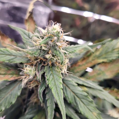 Amnesia Haze Automatic #1 growlog timeline photo